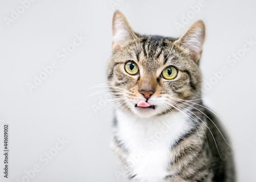 A shorthair cat with tabby and white markings licking its lips