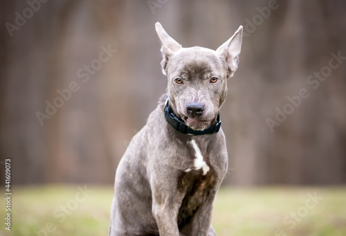 Картината върху платно A mixed breed dog holding its ears back and growling with a snarling expression