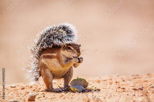 Cape ground squirrel eating seed isolated in natural background in Kgalagadi transfrontier park, South Africa; specie Xerus inauris family of Sciuridae photo