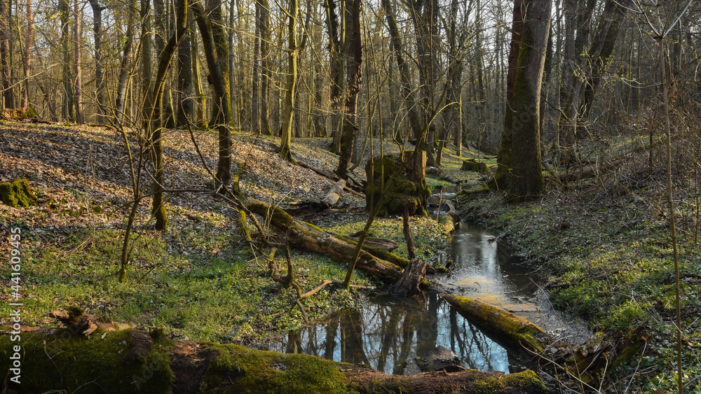 A small creek flowing through an oak woodland during sunset. Springtime season, Dumbrava Forest, Sibiu, Romania. A small creek flowing through an oak woodland during sunset. Springtime season, Dumbrava Forest, Sibiu, Romania.