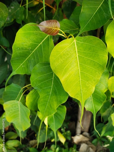 leaf of a tree