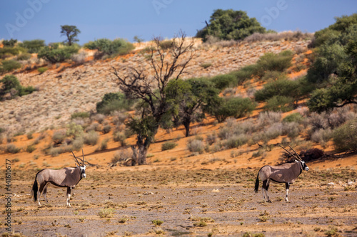 Fototapeta Naklejka Na Ścianę i Meble -  Two South African Oryx in desert scenery after rain in Kgalagadi transfrontier park, South Africa; specie Oryx gazella family of Bovidae
