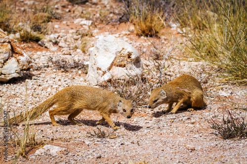 Slika na platnu Two Yellow mongooses in scrubland in Kgalagadi transfrontier park, South Africa;