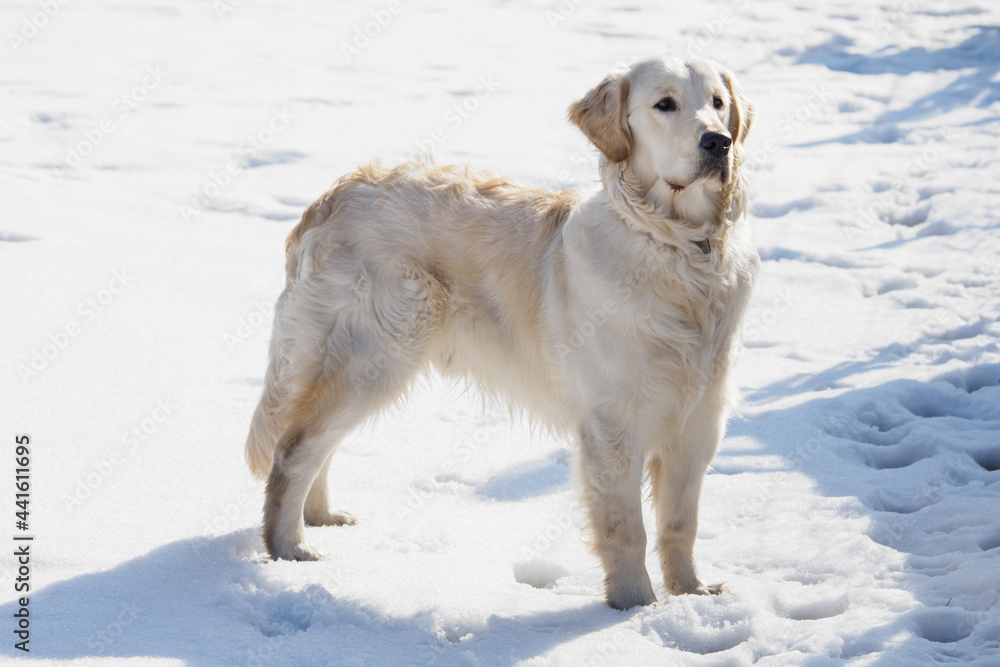 Creamy retriever in the snow. Creamy retriever in the snow.