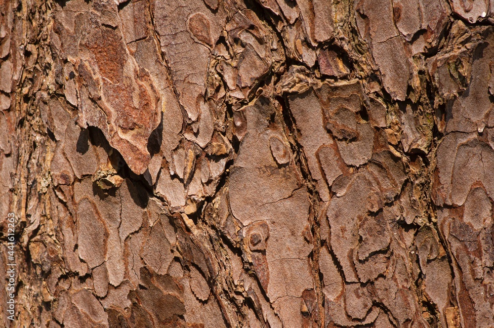 The surface of an old Mahogany (Swietenia mahagoni) tree bark The surface of an old Mahogany (Swietenia mahagoni) tree bark