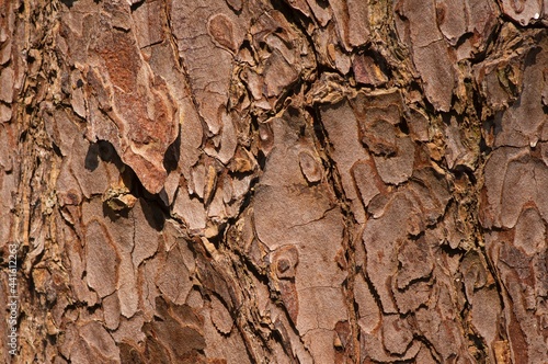 The surface of an old Mahogany  Swietenia mahagoni  tree bark