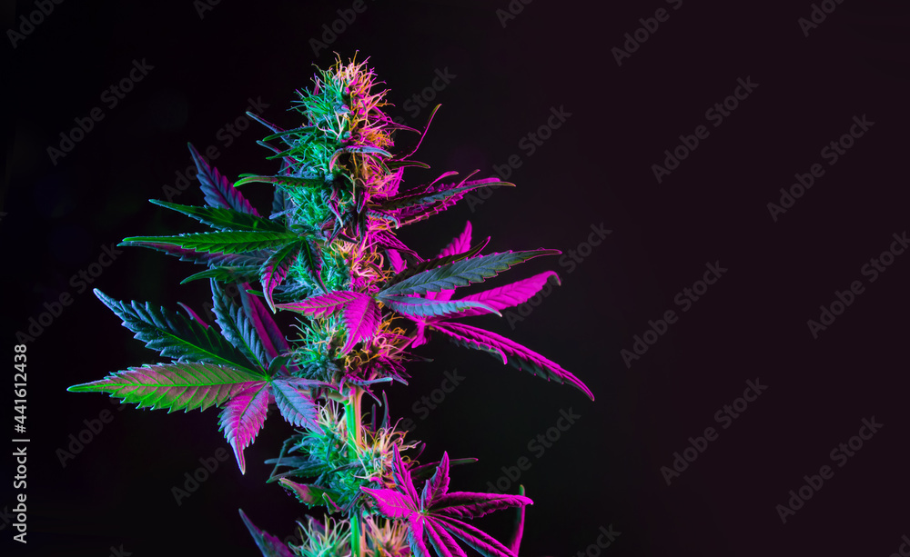 Purple green marijuana plant on black background. Colored neon large leaves and buds of cannabis hemp. Hemp bush and empty space for text - obrazy, fototapety, plakaty 
