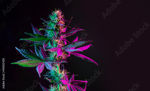 Fotografie, Obraz Purple green marijuana plant on black background