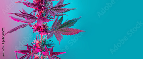 Cannabis leaves banner. Cannabis marijuana foliage with a purple pink pastel tint. Large purple leafs of cannabis plant on blue background. Medicinal hemp banner with empty place for text