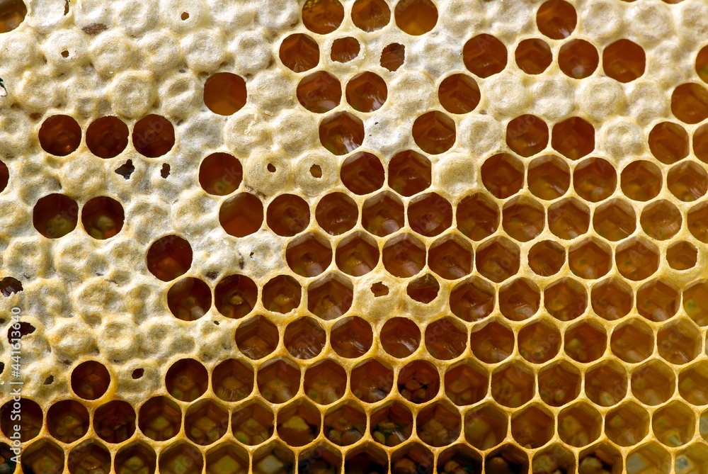 Honey bee nest, hives, from natural rain forest in Gunung Kidul, Yogyakarta, Indonesia Honey bee nest, hives, from natural rain forest in Gunung Kidul, Yogyakarta, Indonesia