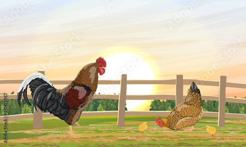 A bright rooster, chicken and little chicks stands on a green meadow with fence at sunset. Domestic bird. Agricultural vector realistic landscape