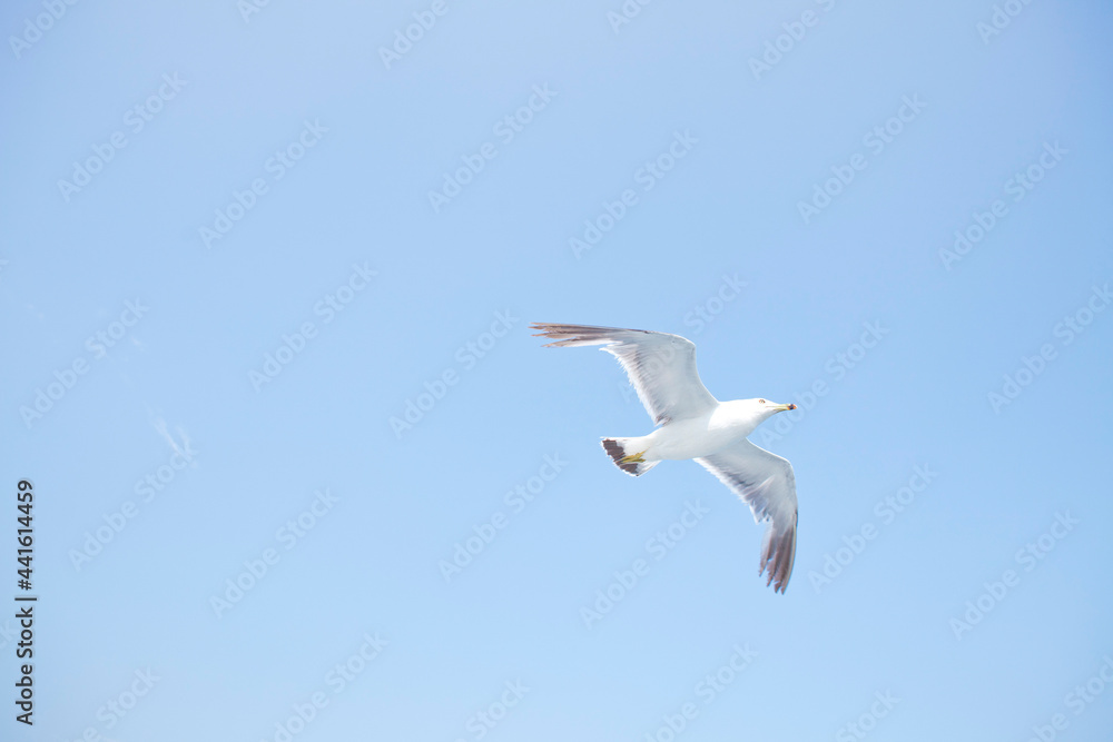 Obraz premium カモメ