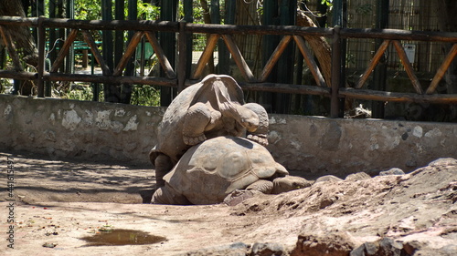 Galapagos giant tortoises mating at the Quito Zoo in Guallabamba, Ecuador