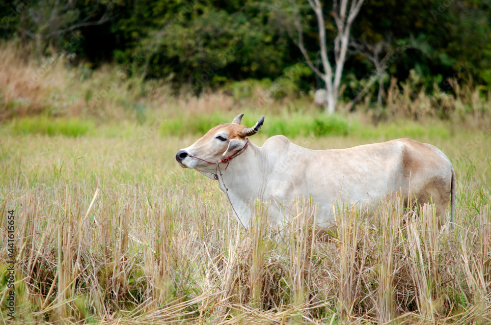 A lovely white cow eating grass and dry straw in the farm A lovely white cow eating grass and dry straw in the farm