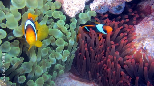 fish on coral