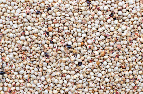 Top view of dry organic millet seeds background, for healthy food ingredient or agricultural product concept