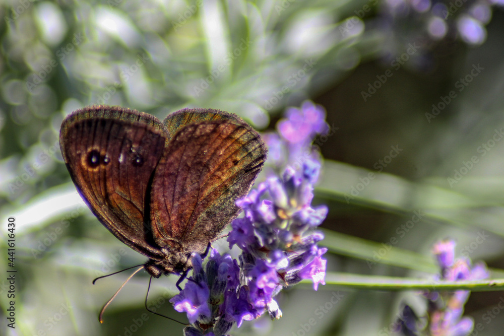 Fototapeta premium Farfalla ramata