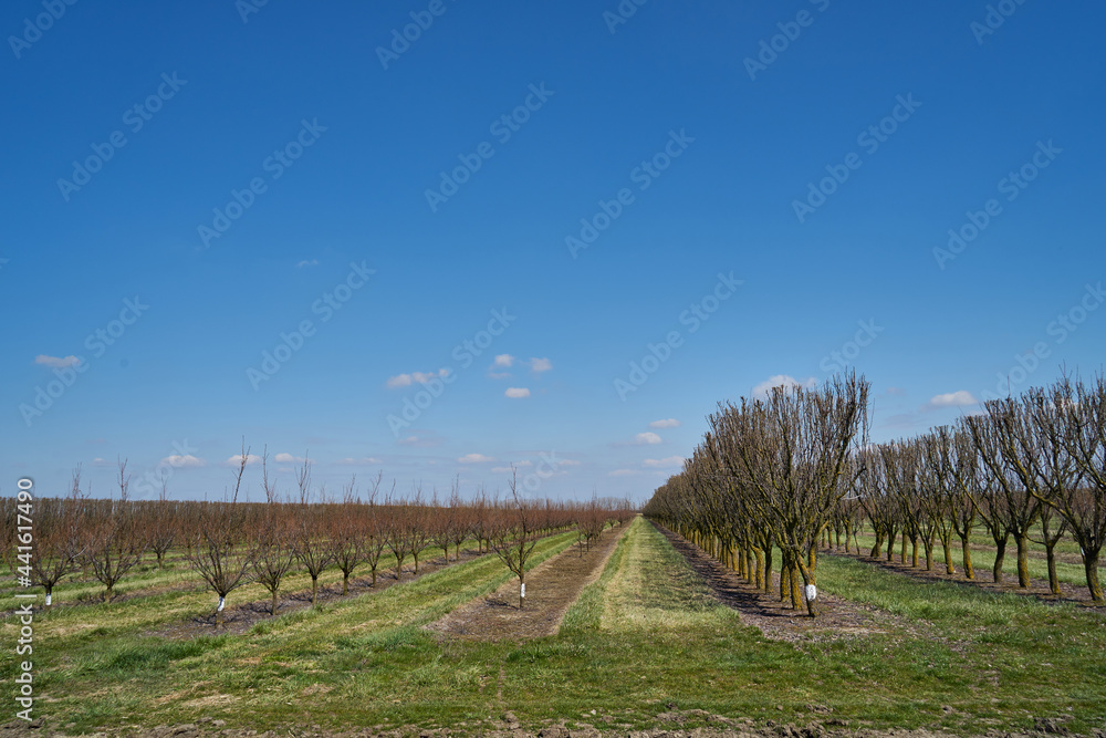 Image of apple orchard in early spring. Image of apple orchard in early spring.