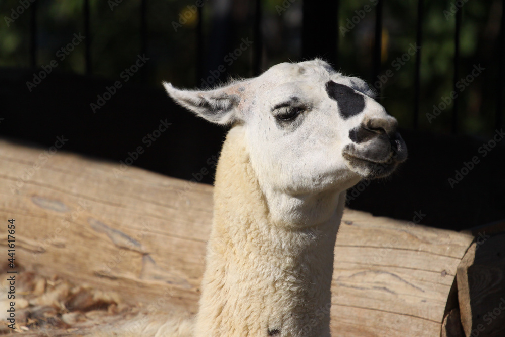 Funny close-up portrait of llama in zoo.