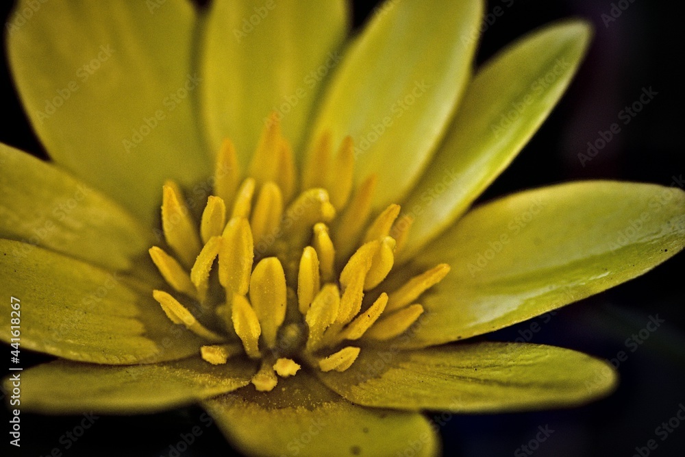 Fototapeta premium meadow yellow flower closeup photo on spring