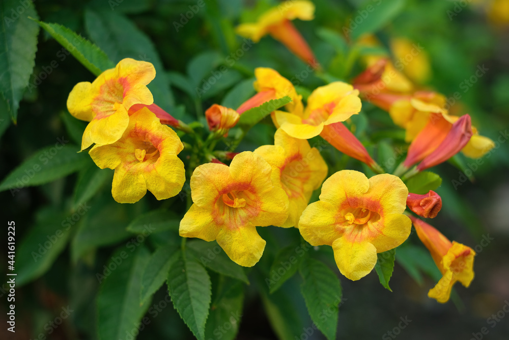 Close-Up beautiful Yellow elder, Yellow bells, or Trumpetflower, Scientific name is Tecoma stans Close-Up beautiful Yellow elder, Yellow bells, or Trumpetflower, Scientific name is Tecoma stans