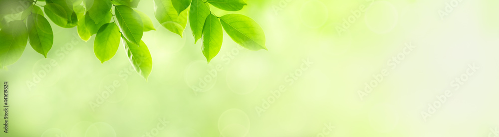 Nature of green leaf in garden at summer. Natural green leaves plants using as spring background cover page greenery environment ecology wallpaper Nature of green leaf in garden at summer. Natural green leaves plants using as spring background cover page greenery environment ecology wallpaper
