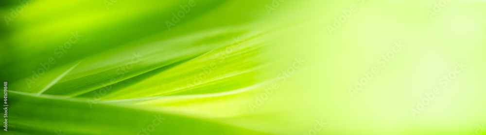 Nature of green leaf in garden at summer. Natural green leaves plants using as spring background cover page greenery environment ecology wallpaper Nature of green leaf in garden at summer. Natural green leaves plants using as spring background cover page greenery environment ecology wallpaper