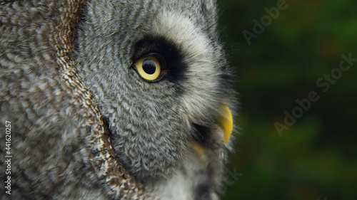 Tawny Owl Kuril Islands April 9, 2018