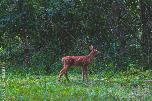 A young white tailed fawn deer standing at the end of a clearing in a lush green forest. © Harry