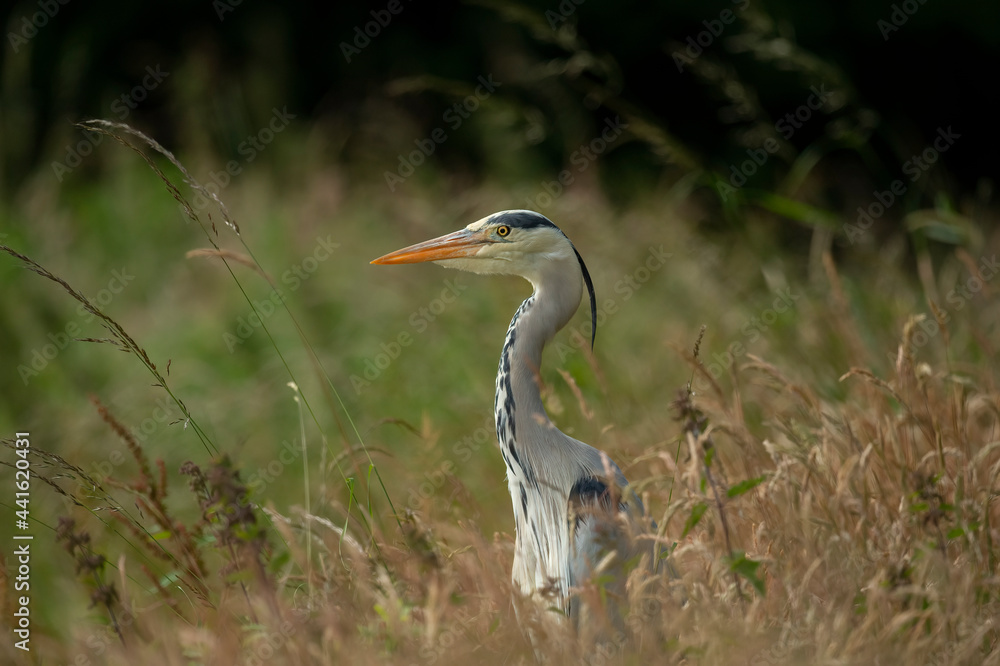 Heron standing in reeds, beside a pond, close up in Scotland in summer Heron standing in reeds, beside a pond, close up in Scotland in summer