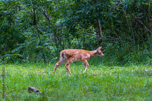 A young white tail fawn deer walking through a clearing in a lush green Pennsylvania forest. © Harry