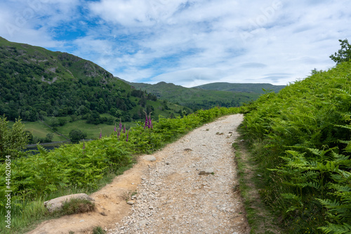 A wild Foxglove flowers in bloom next to a gravel path running up the hills overlooking Rydal Water in the English Lake District