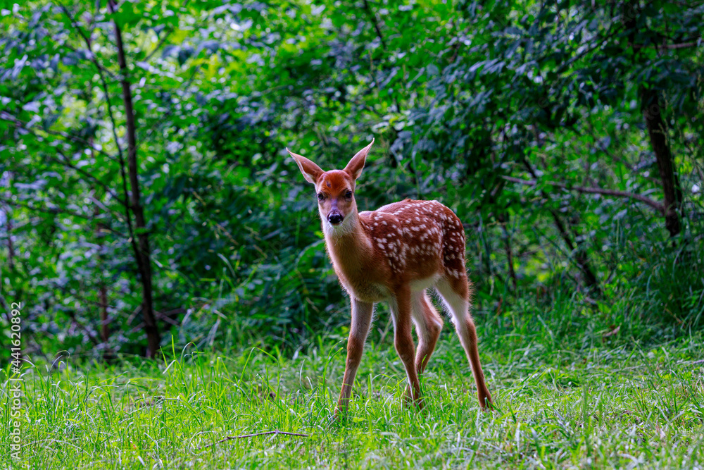 A pretty white tail fawn deer standing in the clearing of a lush green forest. A pretty white tail fawn deer standing in the clearing of a lush green forest.