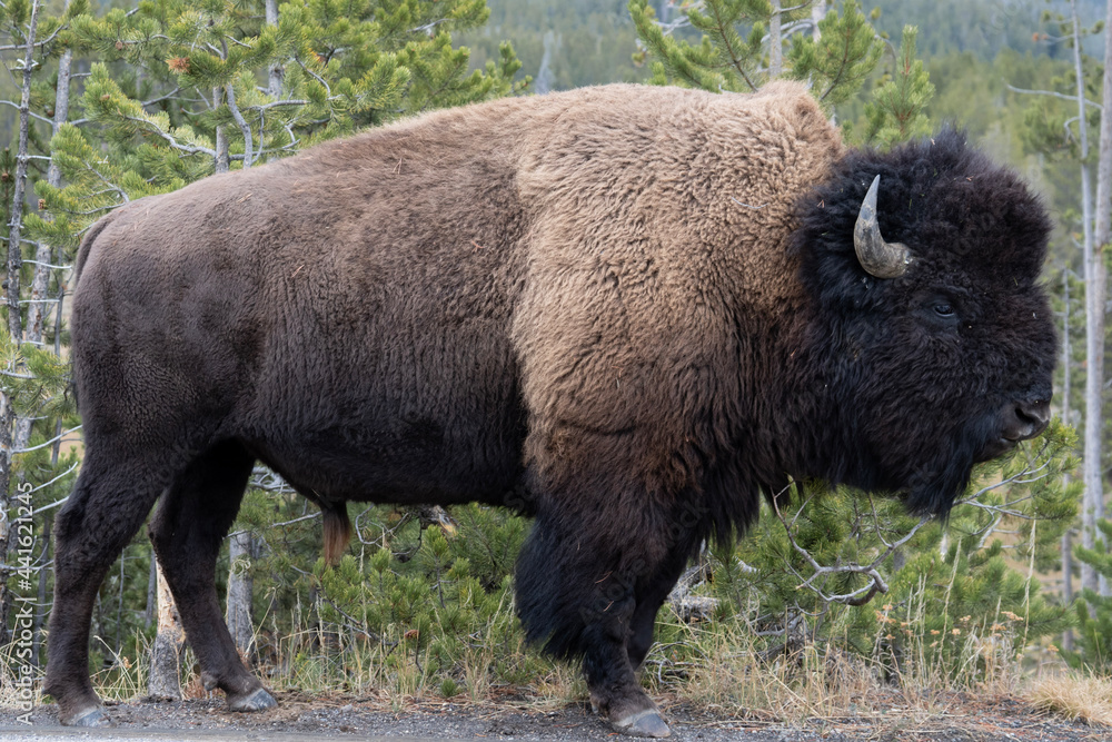 american bison