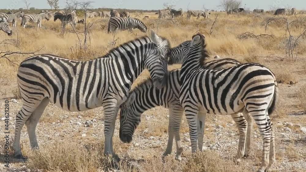 Zebras in the African savannah Etosha National Park, Ombika, Kunene, Namibia. Zebras in the African savannah Etosha National Park, Ombika, Kunene, Namibia.
