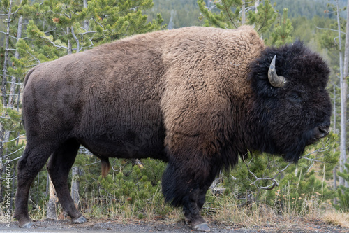 american bison © Jeremy