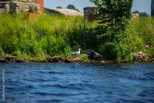 white seagull stands on a boulder by the blue water shore with green grass and the ruins of a red brick building.