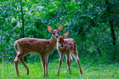 Two white tailed fawn deer standing in a Pennsylvania forest with ears perked. © Harry