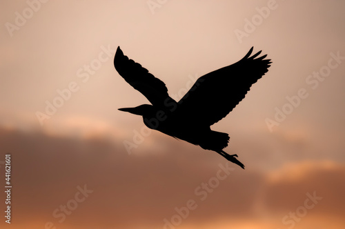 Heron silhouette, flying in pinky orange evening sky, in Scotland in the summer