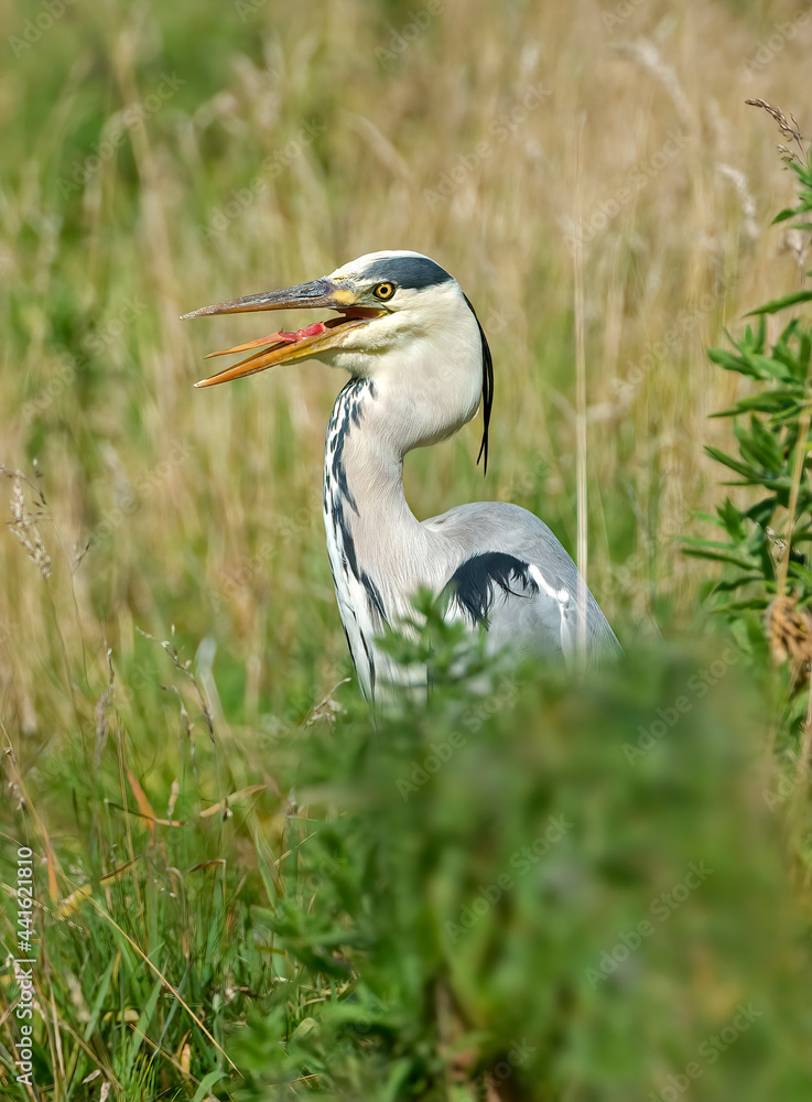 Heron standing in reeds, beside a pond, with an open beak, close up in Scotland in summer Heron standing in reeds, beside a pond, with an open beak, close up in Scotland in summer
