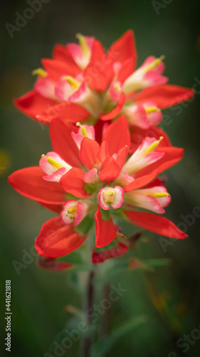 red dahlia flower © Jeremy