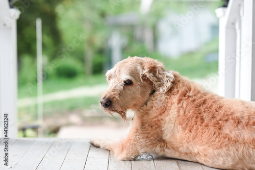 Yellow dog on front porch looking back