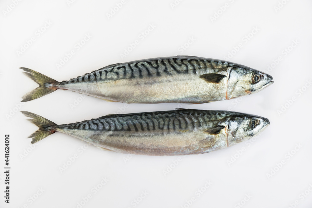 Two raw fish, mackerel on a white background.