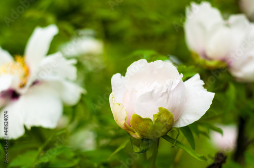 Beautiful natural background for valentine day, 8 march, and love theme, peony flowers Paeonia lactiflora, close up.