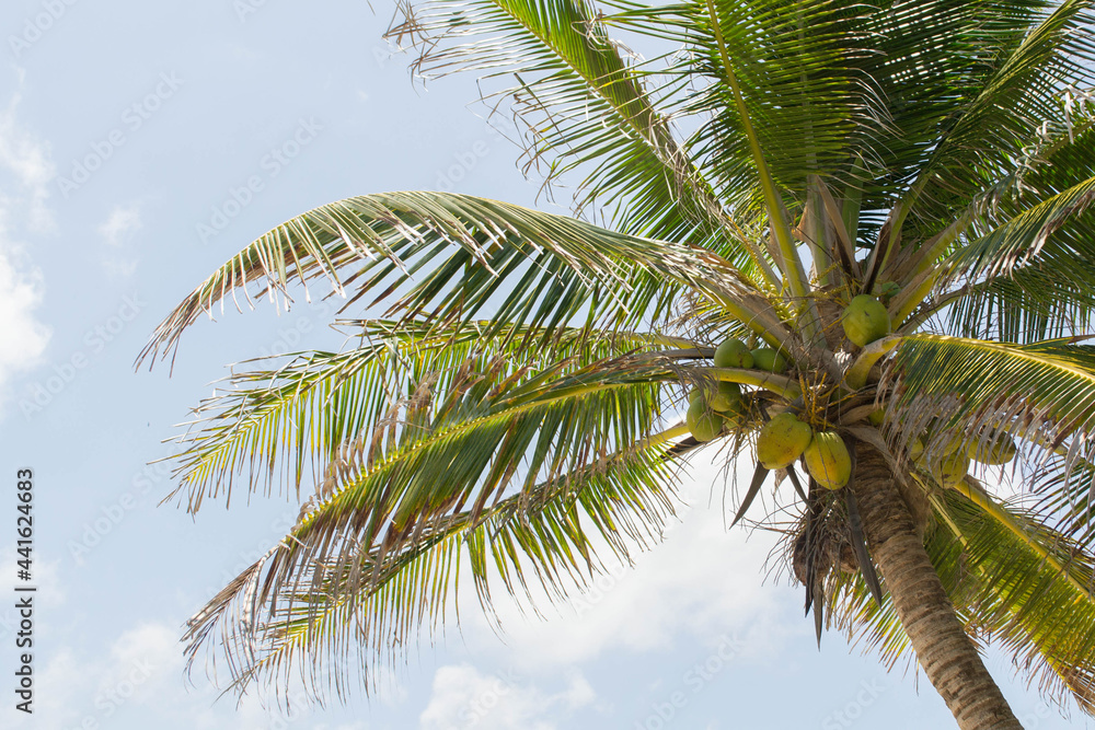 caribbean palm tree
