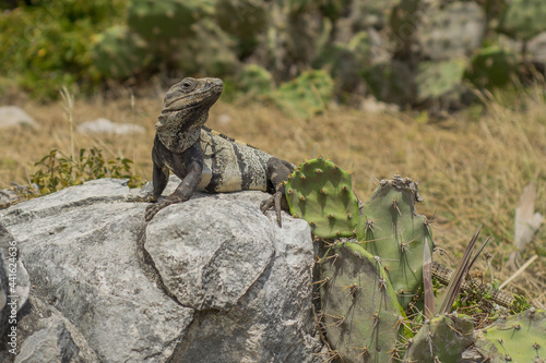 iguana posing on stone