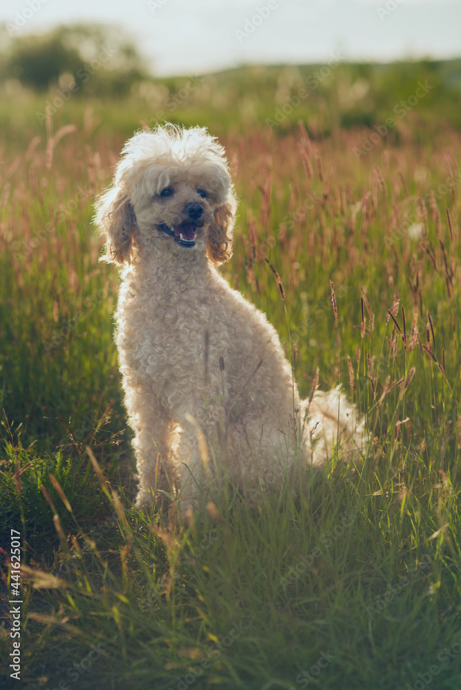 Poodle in the grass. Poodle dog 