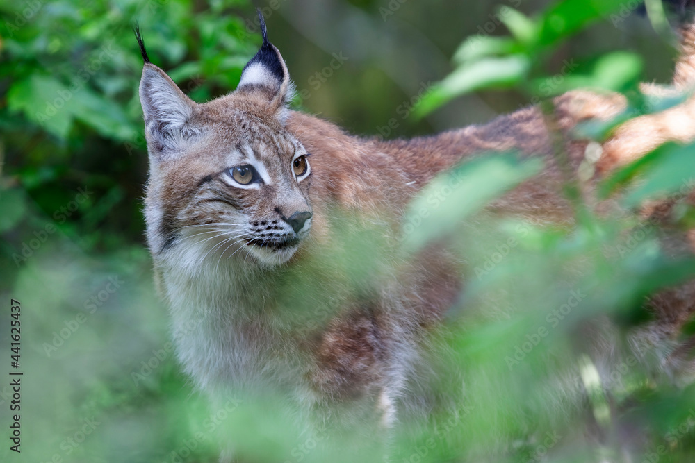 Obraz premium Lynx européen Felis lynx en mode portrait