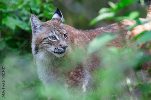 Lynx européen Felis lynx en mode portrait