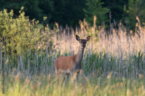 Fototapeta Naklejka Na Ścianę i Meble -  Beautiful Cervus elaphus deer in a wild meadow, large forest animals in the game refuge, nature reserve, beautiful meadow and clearing, wild animals